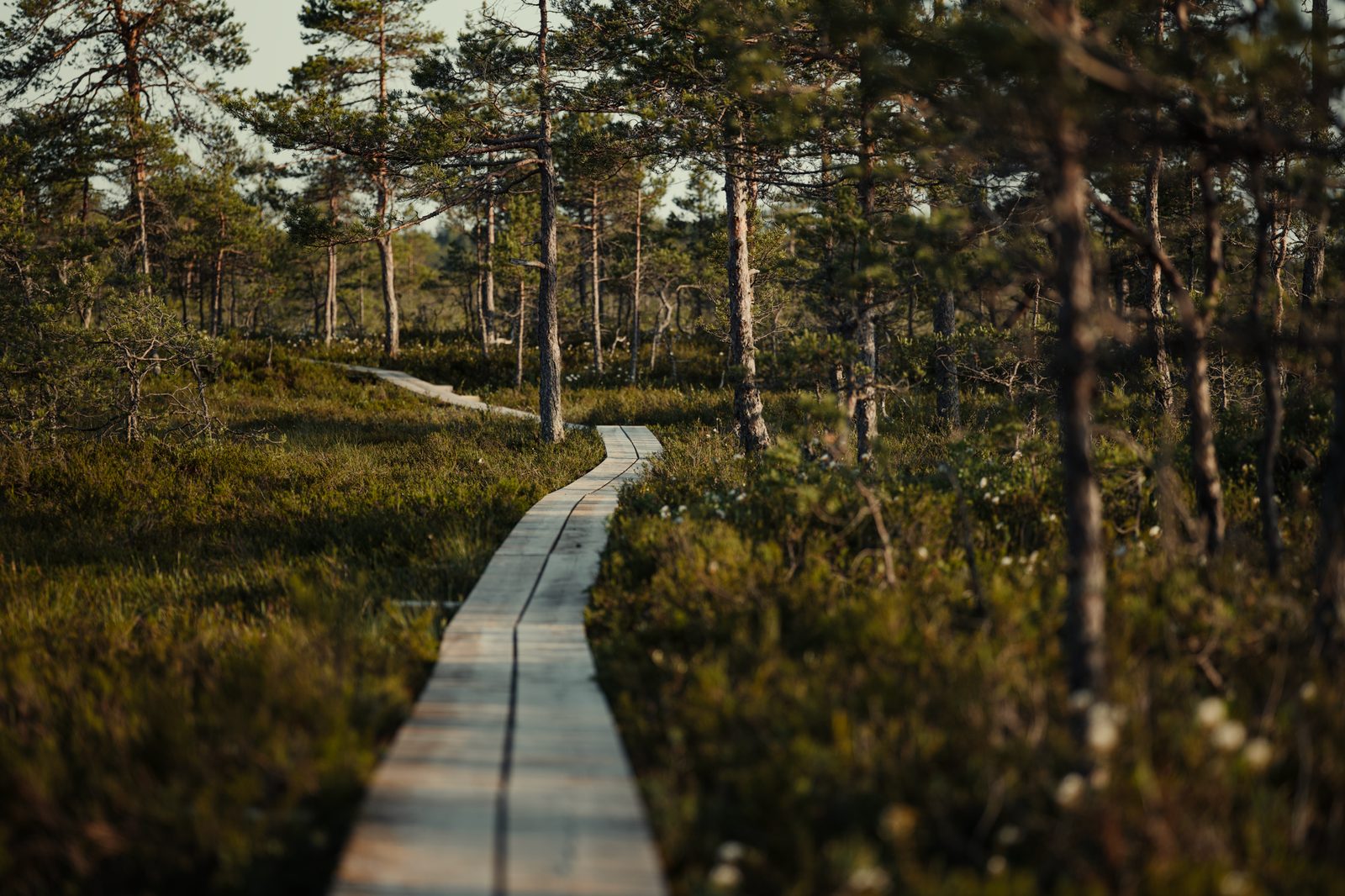Boardwalk path through a nature reserve